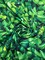 1 Yard 80% Polyester 20% Spandex Green Leaves Print Spandex Fabric for Swimwear and Costumes 58"/60" Width